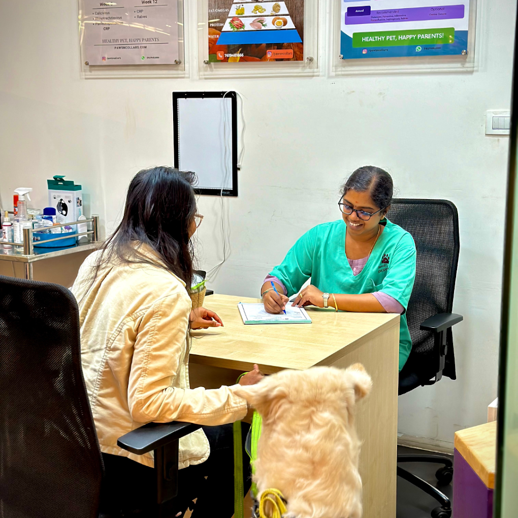 Hallmark Veterinary Pet Clinic By PawsnCollars Veterinary Clinic in HSR Layout, Bengaluru — Facility Photo 3