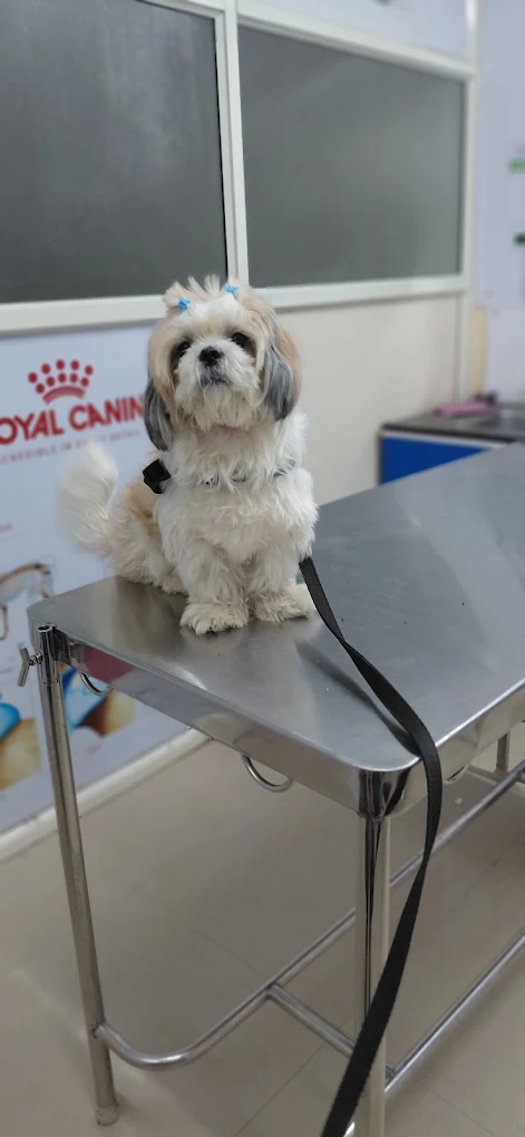Leela Pet Clinic HSR Layout Veterinary Clinic in HSR Layout, Bengaluru — Facility Photo 3