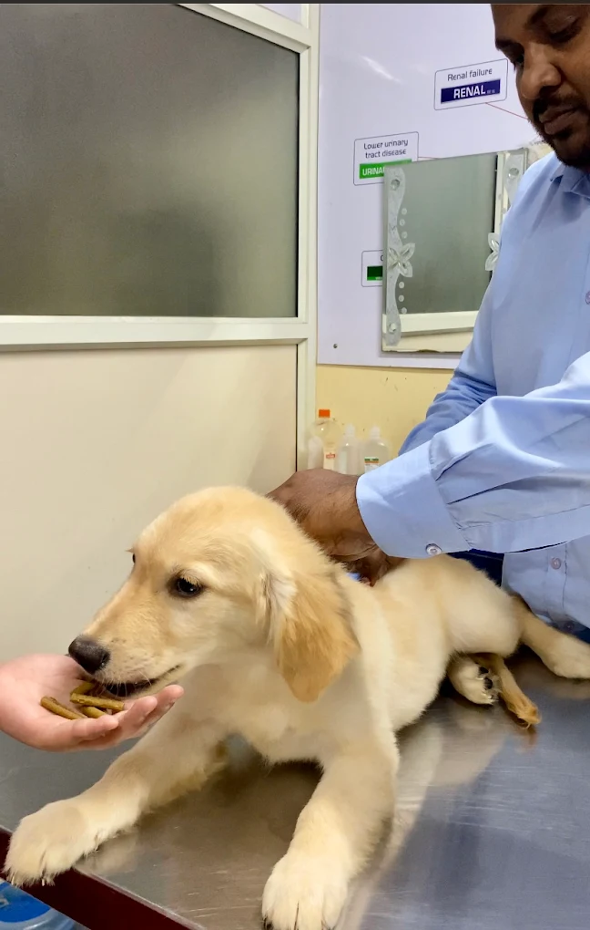 Leela Pet Clinic HSR Layout Veterinary Clinic in HSR Layout, Bengaluru — Facility Photo 2