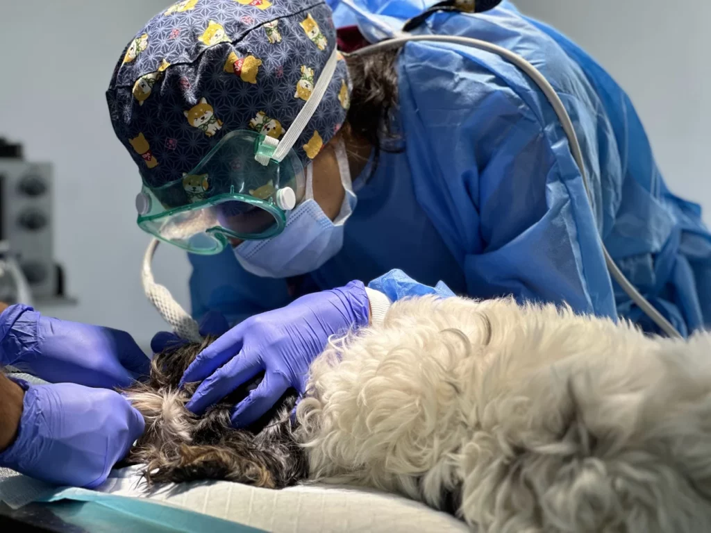 LeelaVet Multispeciality Veterinary Hospital Veterinary Clinic in BTM 1st Stage, Bengaluru — Facility Photo 3