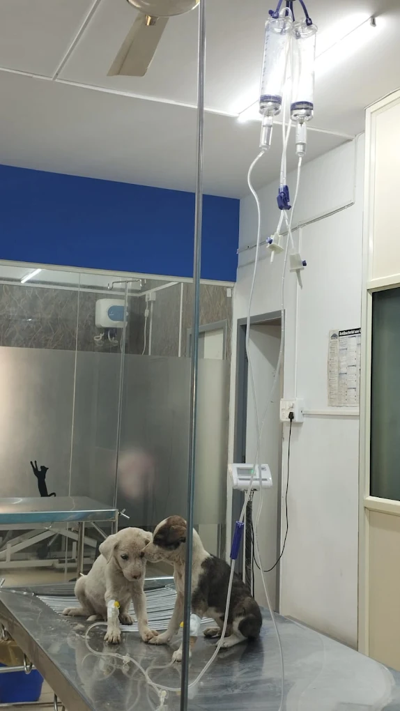 Lucky Paws Veterinary Hospital Veterinary Clinic in Electronic City, Bengaluru — Facility Photo 6