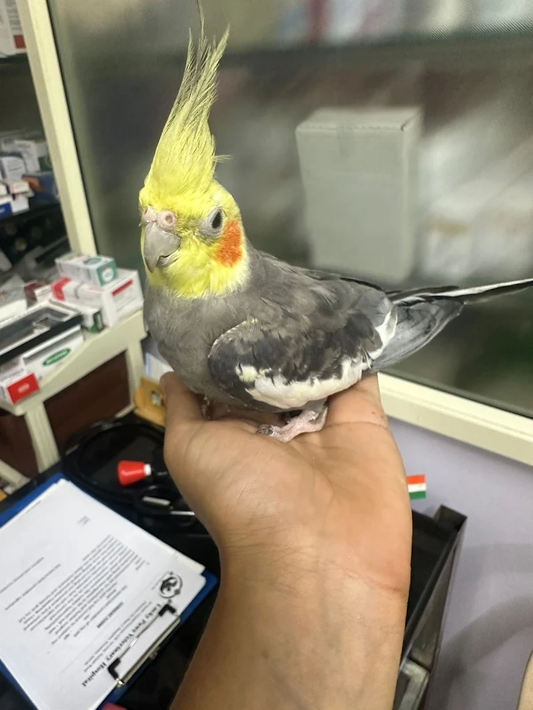 Lucky Paws Veterinary Hospital Veterinary Clinic in Electronic City, Bengaluru — Facility Photo 4