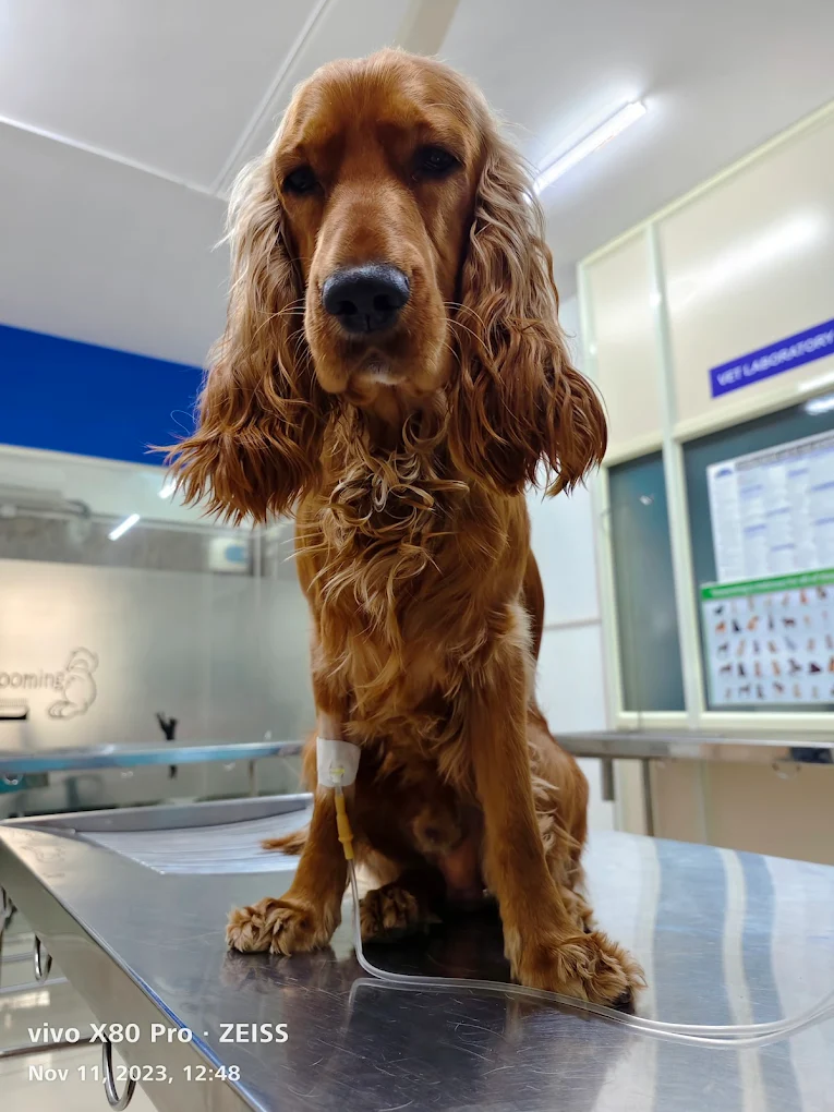 Lucky Paws Veterinary Hospital Veterinary Clinic in Electronic City, Bengaluru — Facility Photo 3