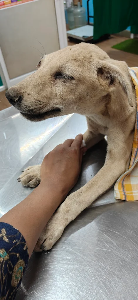 Medi Paws Pet Care Hospital Veterinary Clinic in Himayatnagar, Hyderabad — Facility Photo 5