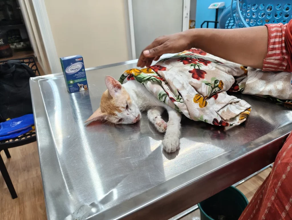 Medi Paws Pet Care Hospital Veterinary Clinic in Himayatnagar, Hyderabad — Facility Photo 3