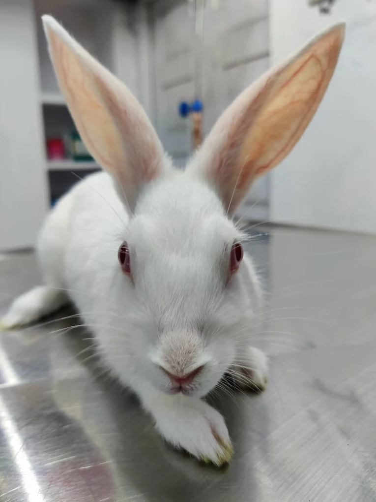 Medi Paws Pet Care Hospital Veterinary Clinic in Himayatnagar, Hyderabad — Facility Photo 2