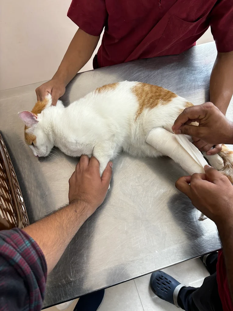 My Pet’s Choice Clinic Veterinary Clinic in HSR Layout, Bengaluru — Facility Photo 2