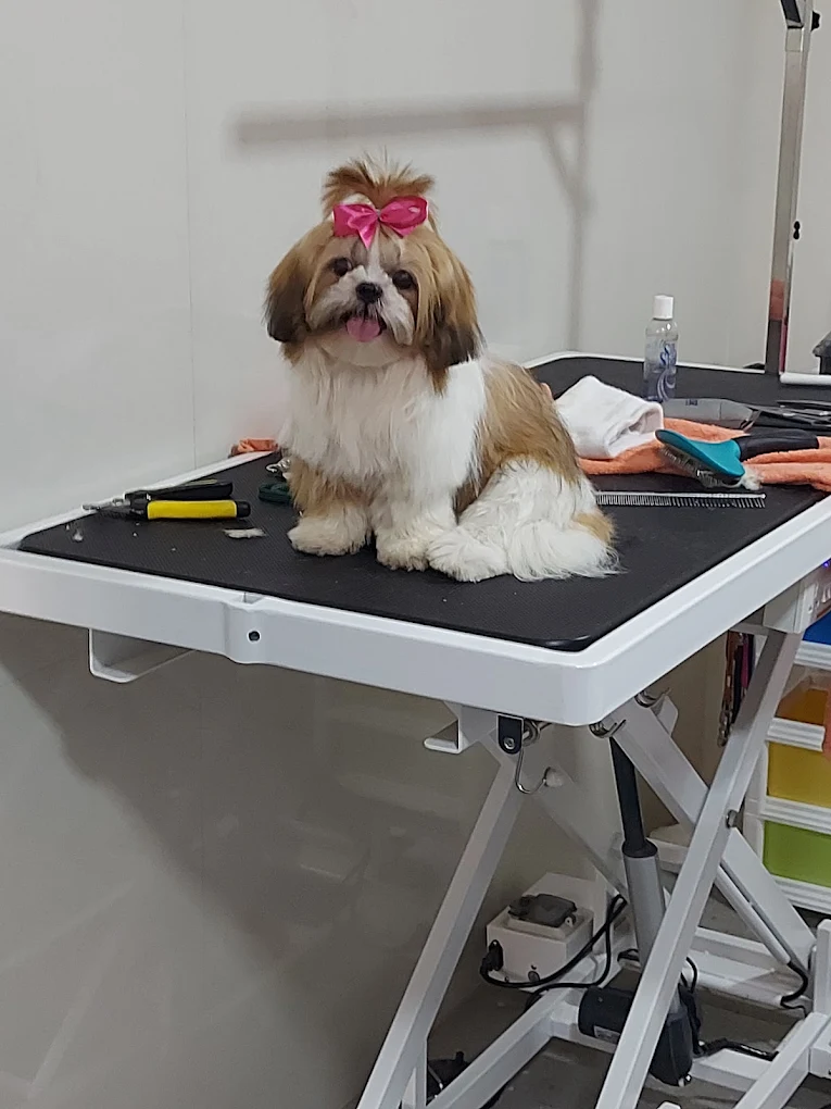 My Pet’s Choice Clinic Veterinary Clinic in HSR Layout, Bengaluru — Facility Photo 6