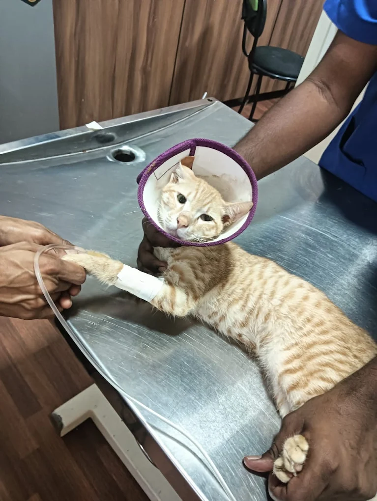MyPetz Pet Hospital Spa & Store Veterinary Clinic in Kalyan Nagar, Bengaluru — Facility Photo 9