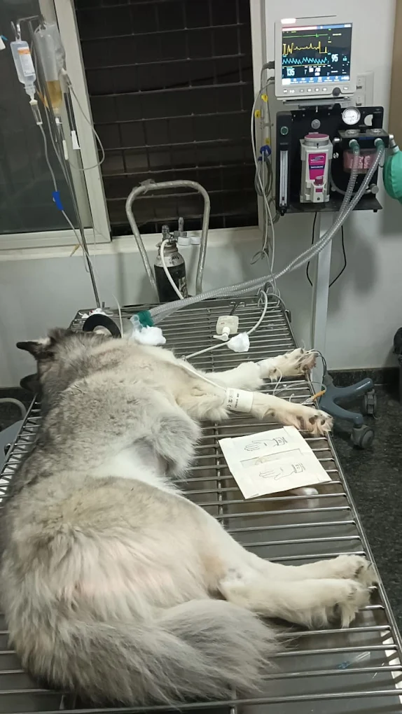 MyPetz Pet Hospital Spa & Store Veterinary Clinic in Kalyan Nagar, Bengaluru — Facility Photo 8