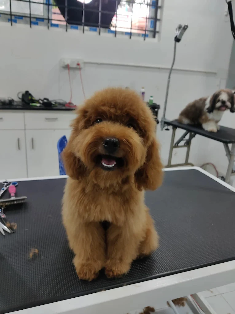 Papas Lifeline Veterinary Hospital & Pet Clinic – Banaswadi Veterinary Clinic in Banaswadi, Bengaluru — Facility Photo 6