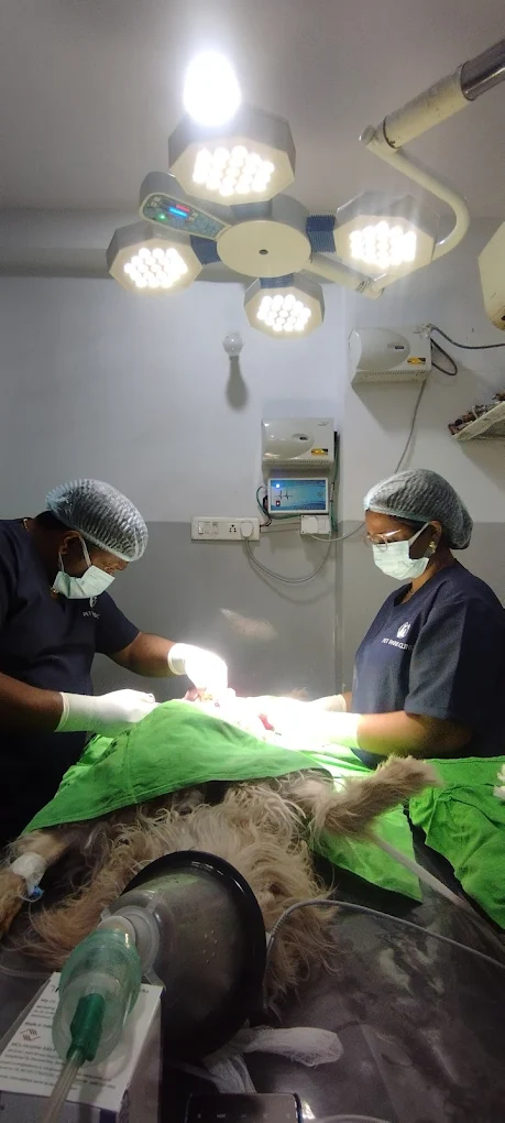 Pet Park Clinic, Begumpet Veterinary Clinic in Begumpet, Hyderabad — Facility Photo 5