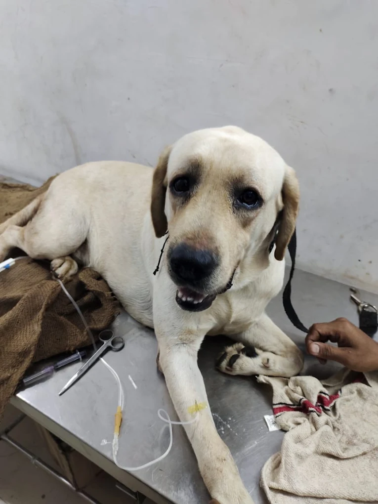 Pet Shine Clinic, Himayatnagar Veterinary Clinic in Himayatnagar, Hyderabad — Facility Photo 4
