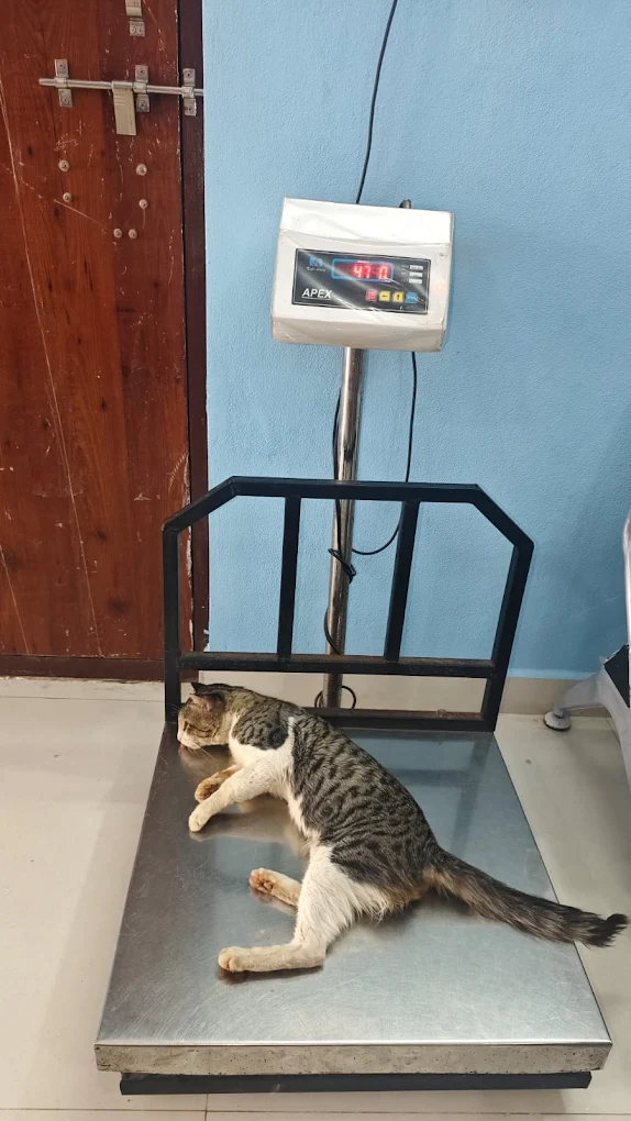 Pet Well Clinic, Moula Ali Veterinary Clinic in Moula Ali, Hyderabad — Facility Photo 4