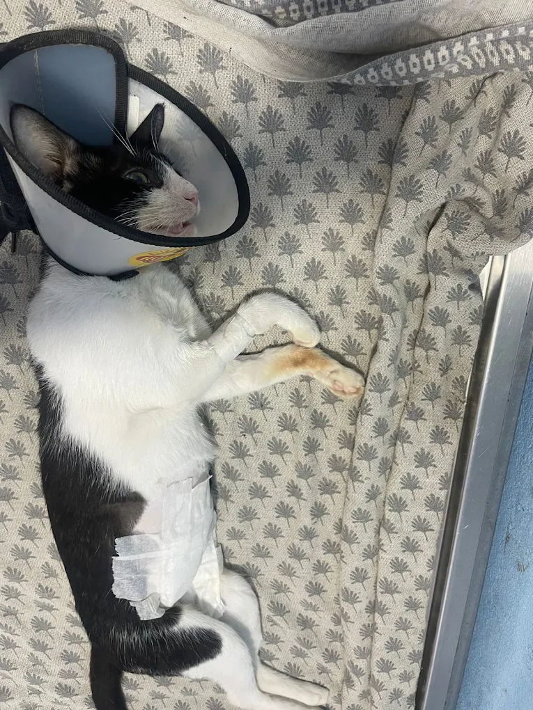 Pet Well Clinic, Moula Ali Veterinary Clinic in Moula Ali, Hyderabad — Facility Photo 3