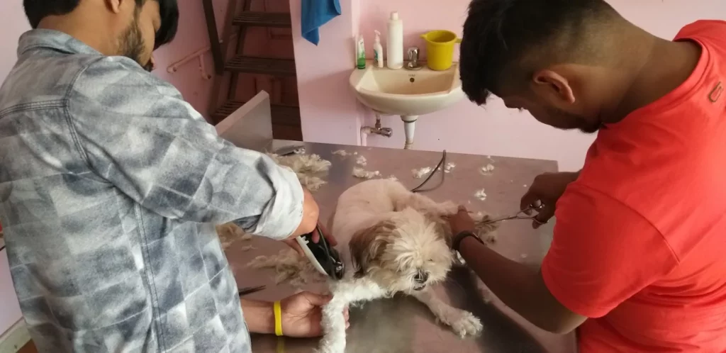 Pets Land Shop & Clinic, Horamavu Veterinary Clinic in Horamavu, Bengaluru — Facility Photo 7