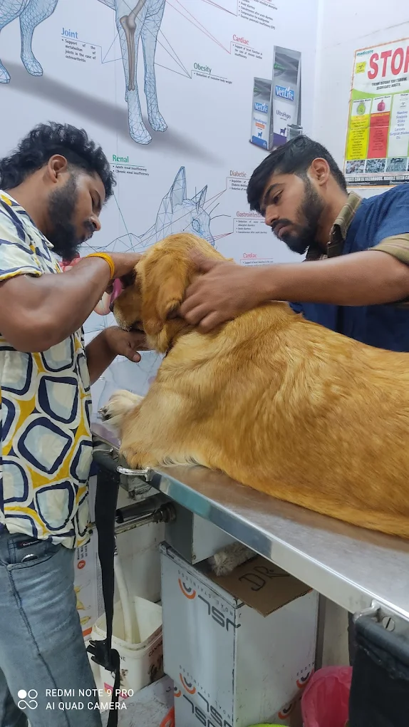 Pets Land Shop & Clinic, Horamavu Veterinary Clinic in Horamavu, Bengaluru — Facility Photo 8