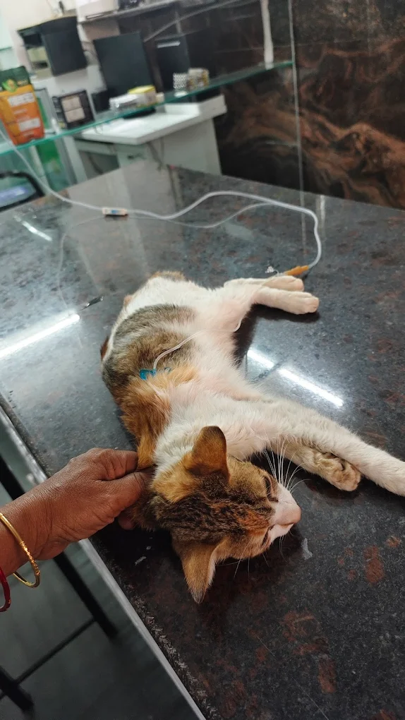 Petz Villa Veterinary Hospital and Surgery Centre Veterinary Clinic in Sainikpuri, Hyderabad — Facility Photo 2