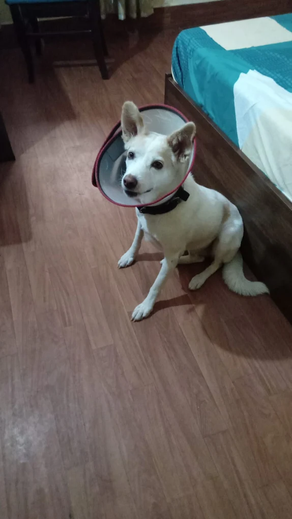 Petz Villa Veterinary Hospital and Surgery Centre Veterinary Clinic in Sainikpuri, Hyderabad — Facility Photo 3