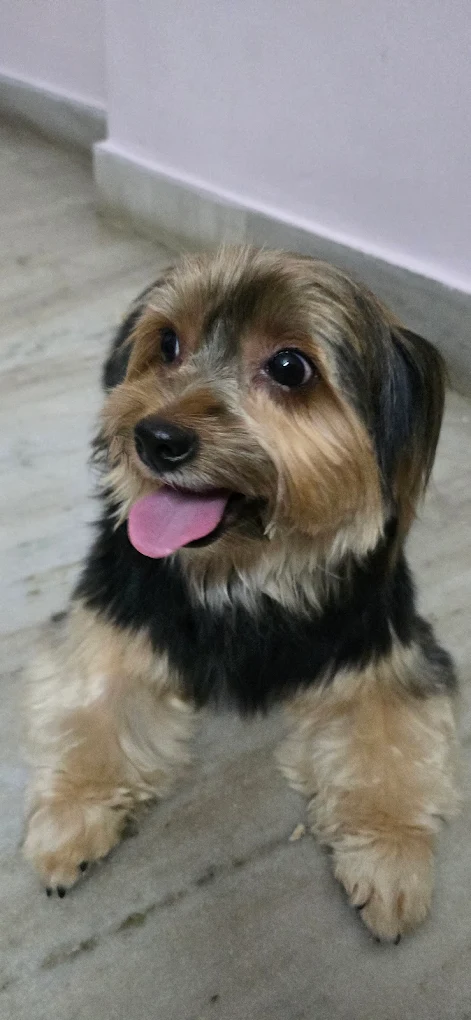 Petz Villa Veterinary Hospital and Surgery Centre Veterinary Clinic in Sainikpuri, Hyderabad — Facility Photo 4