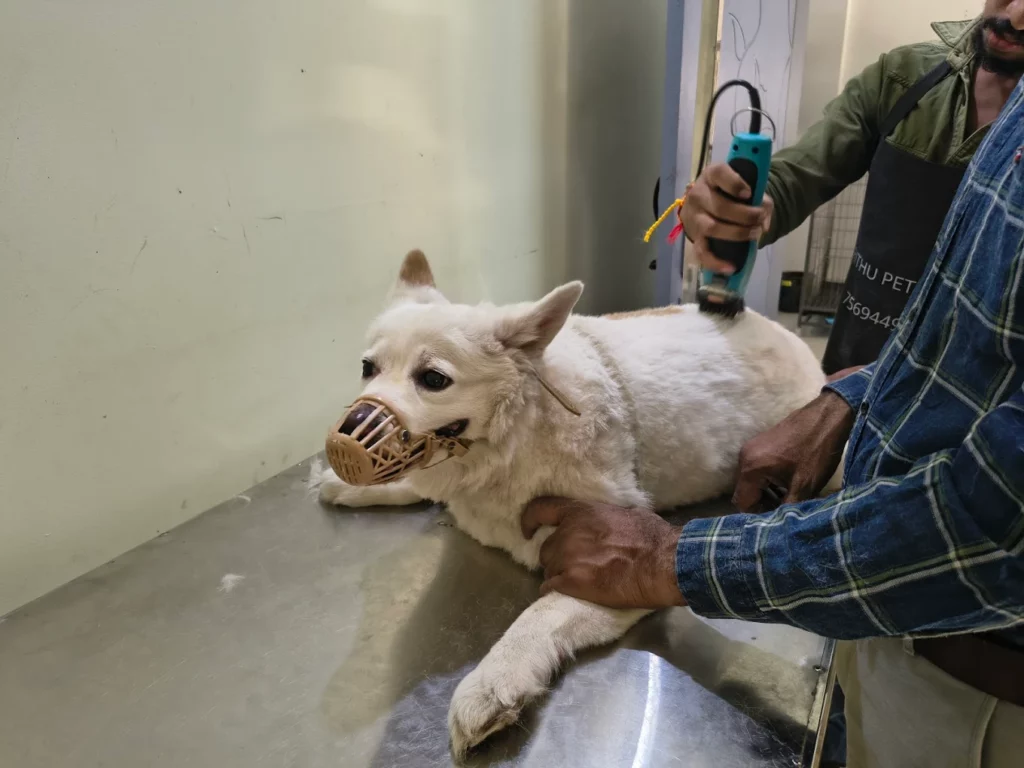 Rithu Pet Care Veterinary hospital Veterinary Clinic in Sainikpuri, Hyderabad — Facility Photo 2