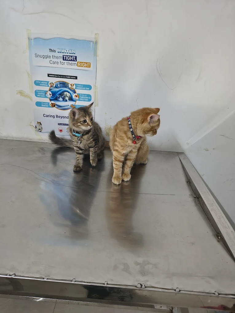 Rithu Pet Care Veterinary hospital Veterinary Clinic in Sainikpuri, Hyderabad — Facility Photo 4