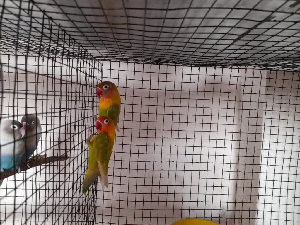 Royal Pet World Pet Clinic and Pharmacy Veterinary Clinic in Alwal, Hyderabad — Facility Photo 3