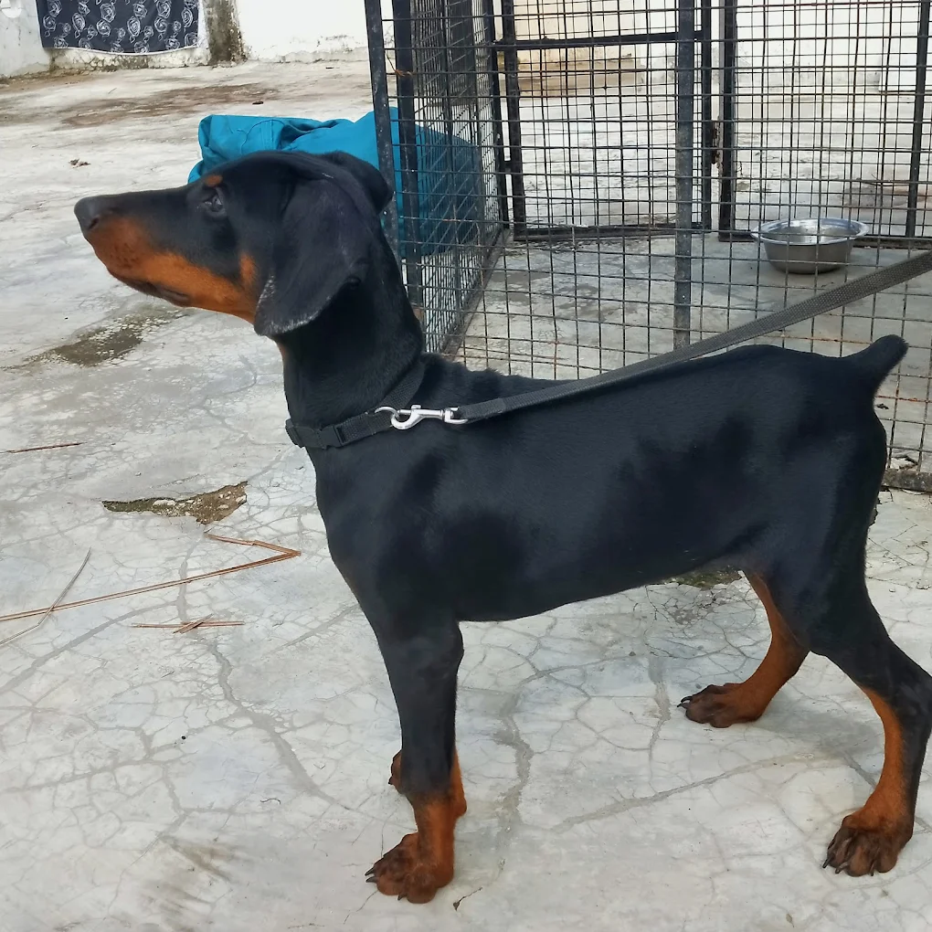 Royal Pet World Pet Clinic and Pharmacy Veterinary Clinic in Alwal, Hyderabad — Facility Photo 2