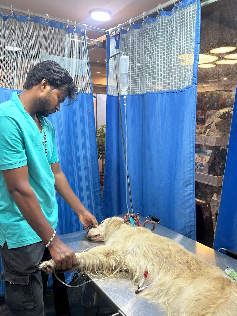 Sai Pet Clinic & Shoppe Veterinary Clinic in Vidyaranyapura, Bengaluru — Facility Photo 6