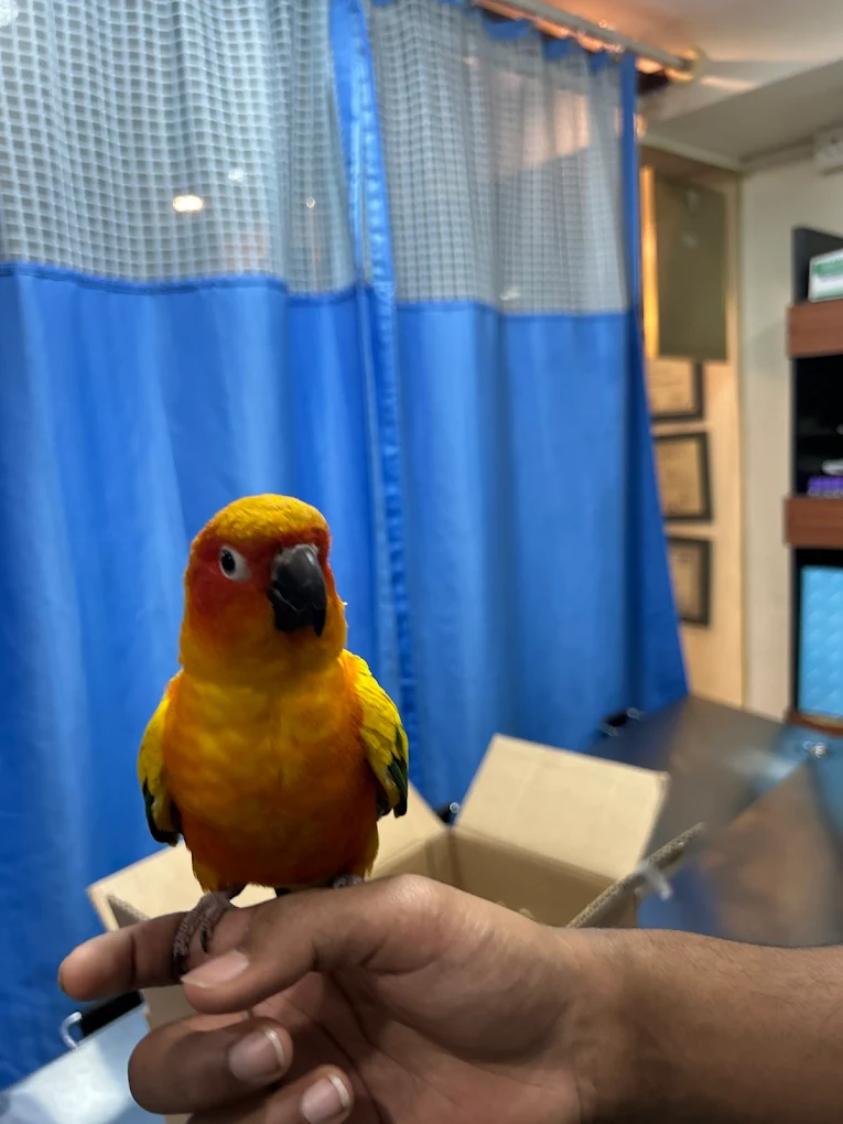 Sai Pet Clinic & Shoppe Veterinary Clinic in Vidyaranyapura, Bengaluru — Facility Photo 4