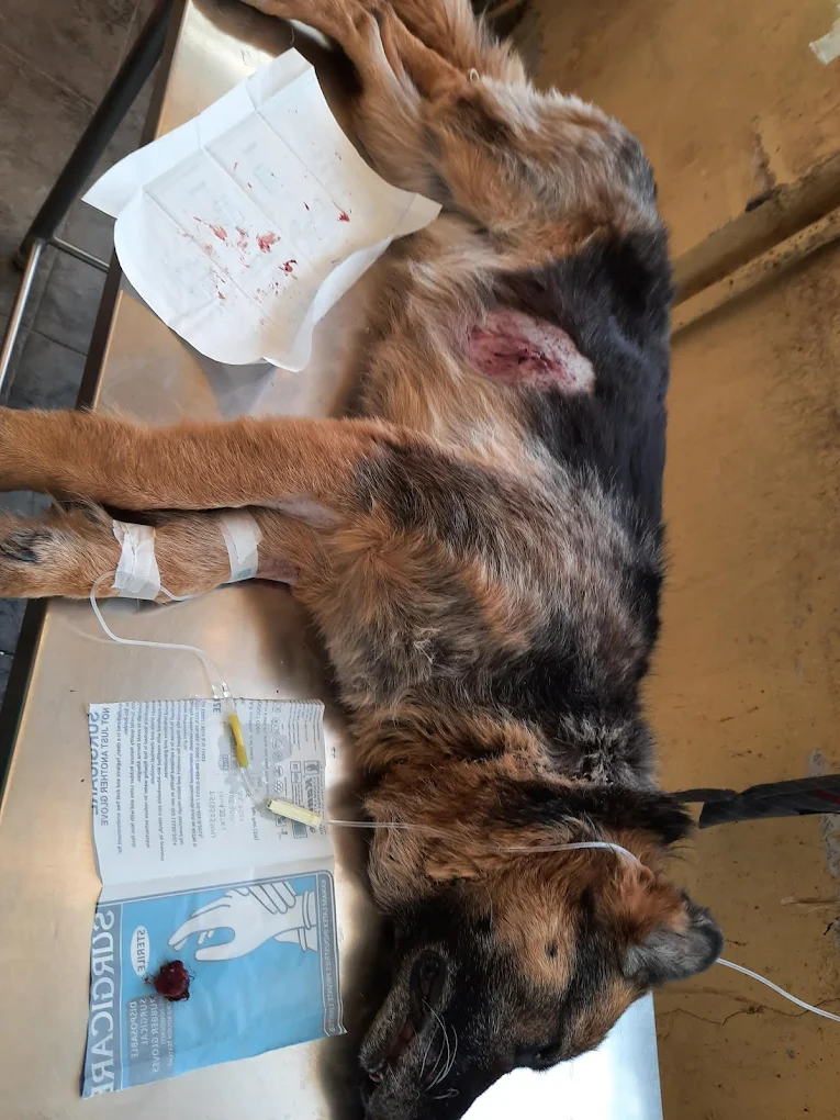 Sri Krishna Pet Clinic, West Marredpally Veterinary Clinic in West Marredpally, Hyderabad — Facility Photo 3