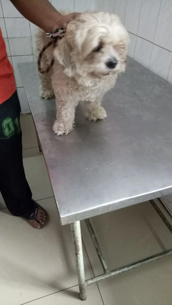 P.V. Narsimha Rao Telangana Veterinary University Veterinary Clinic in Bhoiguda, Hyderabad — Facility Photo 4