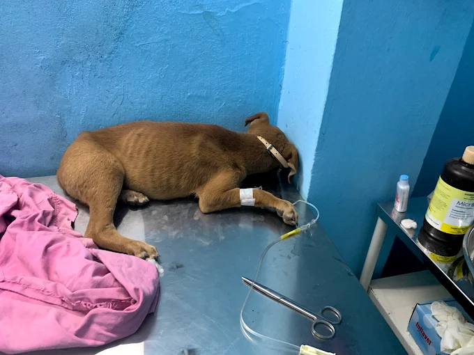 Star Pet Clinic, Bandlaguda Jagir Veterinary Clinic in Bandlaguda Jagir, Hyderabad — Facility Photo 3