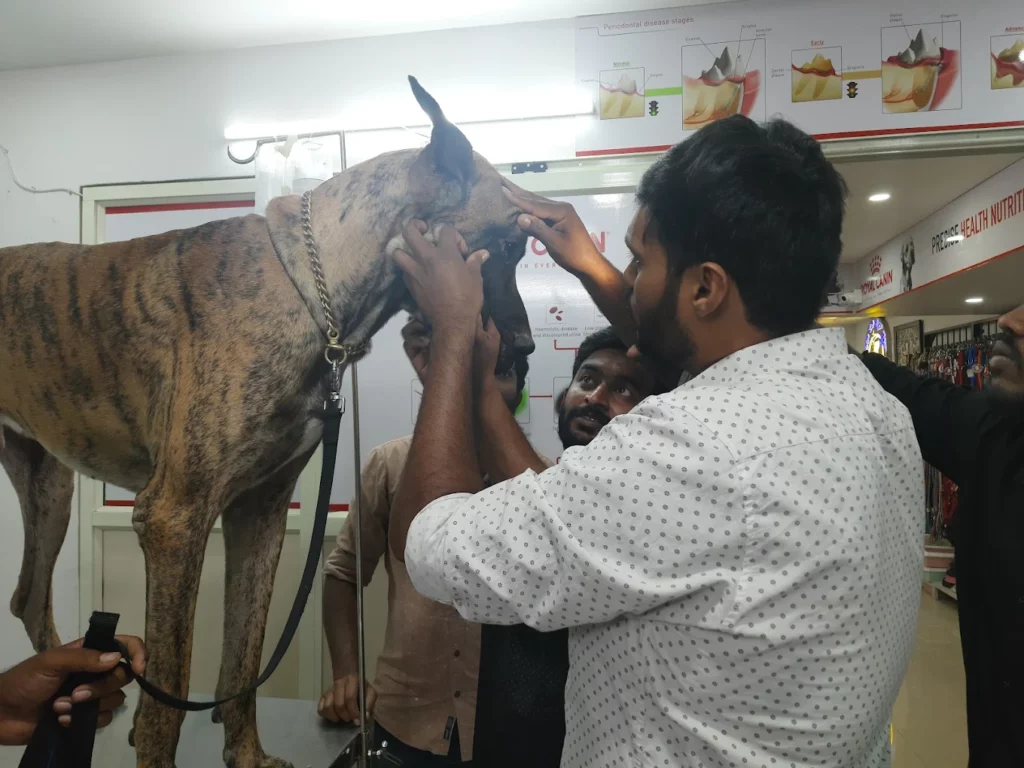 Sudha Pet Life Care Veterinary Clinic in Hanumantha Nagar, Bengaluru — Facility Photo 6