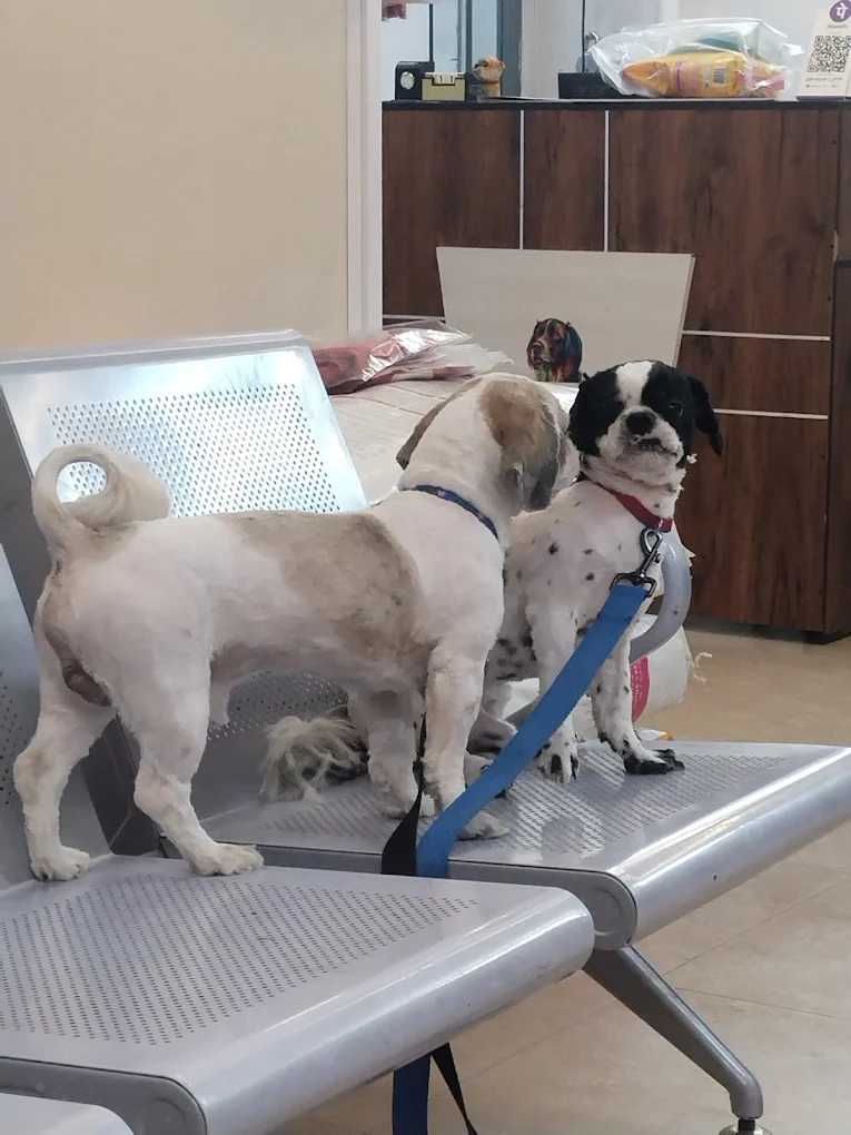 TAIL’S PARADISE – Pet Care Centre Veterinary Clinic in Tarnaka, Hyderabad — Facility Photo 5