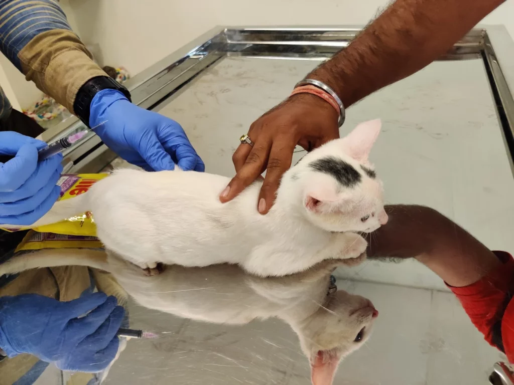 VOICE Pet Hospital, HBR layout Veterinary Clinic in Hennur Gardens, Bengaluru — Facility Photo 10