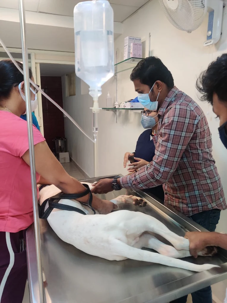 VOICE Pet Hospital, HBR layout Veterinary Clinic in Hennur Gardens, Bengaluru — Facility Photo 6