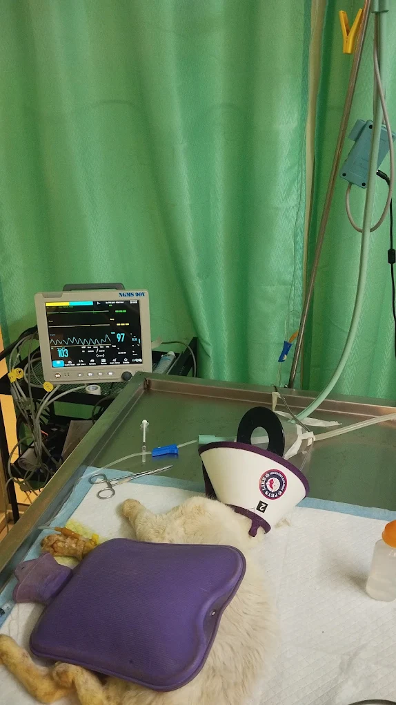 VOICE Pet Hospital, HBR layout Veterinary Clinic in Hennur Gardens, Bengaluru — Facility Photo 3