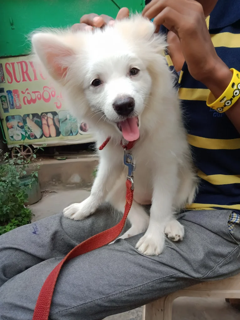 Veterinary Hospitals Bhoiguda Veterinary Clinic in Bhoiguda, Hyderabad — Facility Photo 4
