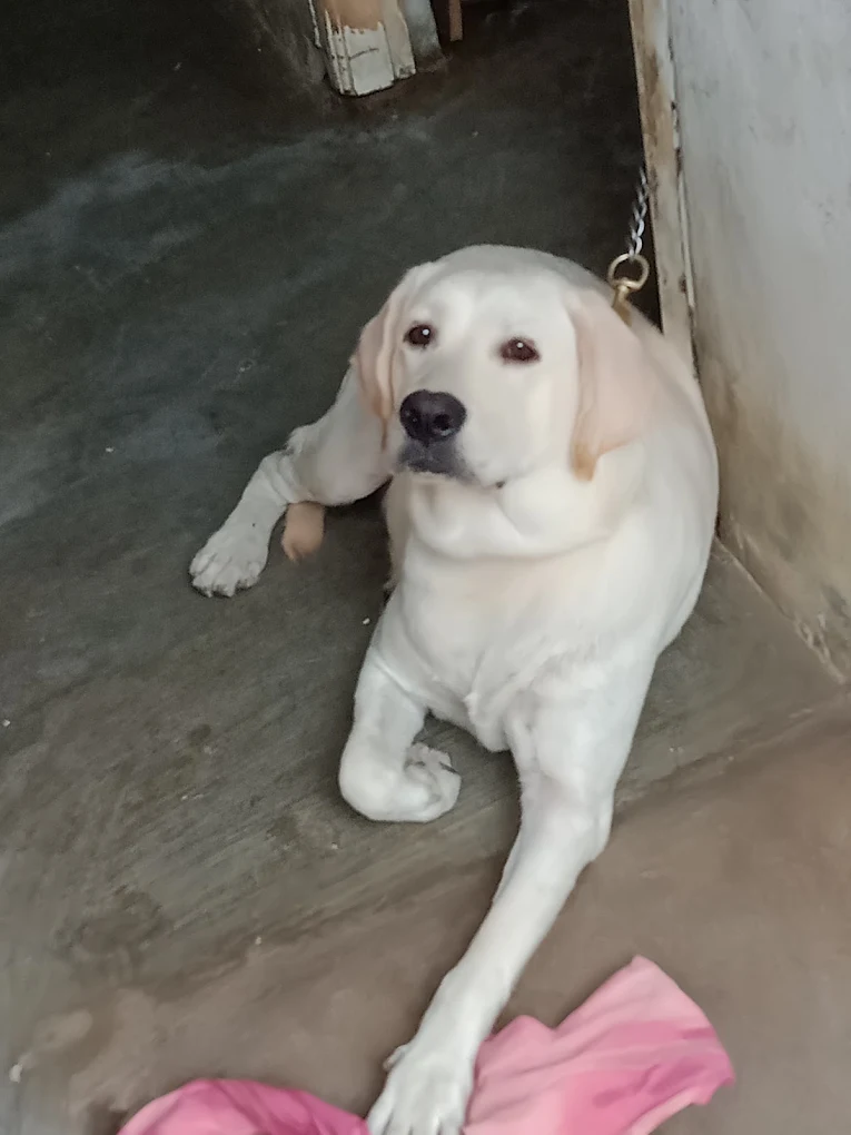 Veterinary Hospitals Bhoiguda Veterinary Clinic in Bhoiguda, Hyderabad — Facility Photo 2
