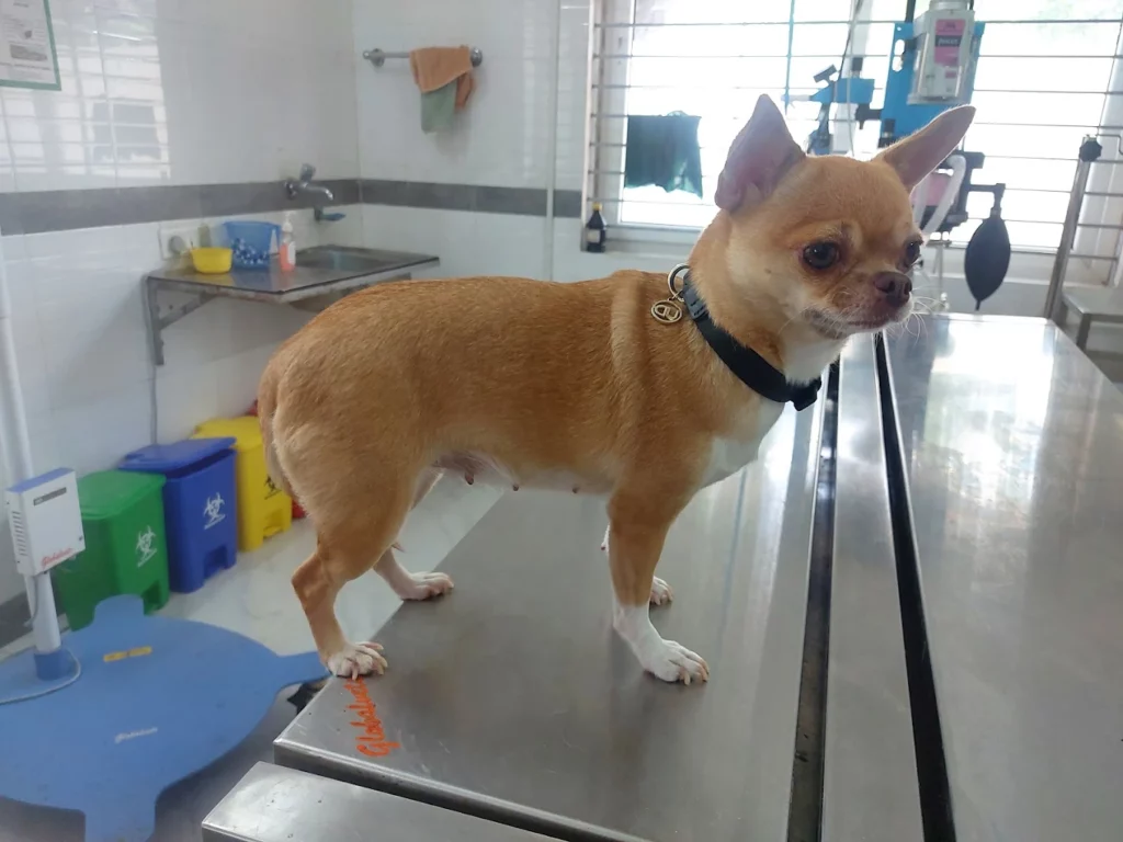 Government Veterinary Super Speciality Hospital, Vasanth Nagar Veterinary Clinic in Vasanth Nagar, Bengaluru — Facility Photo 6