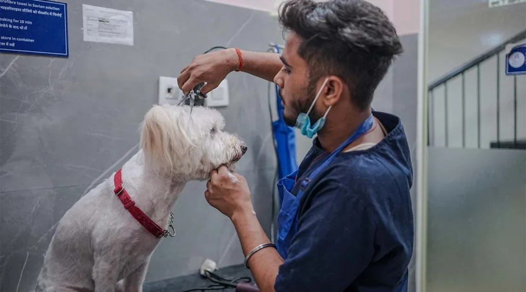 Vetic Pet Clinic, Banjara Hills Veterinary Clinic in Banjara Hills, Hyderabad — Facility Photo 3