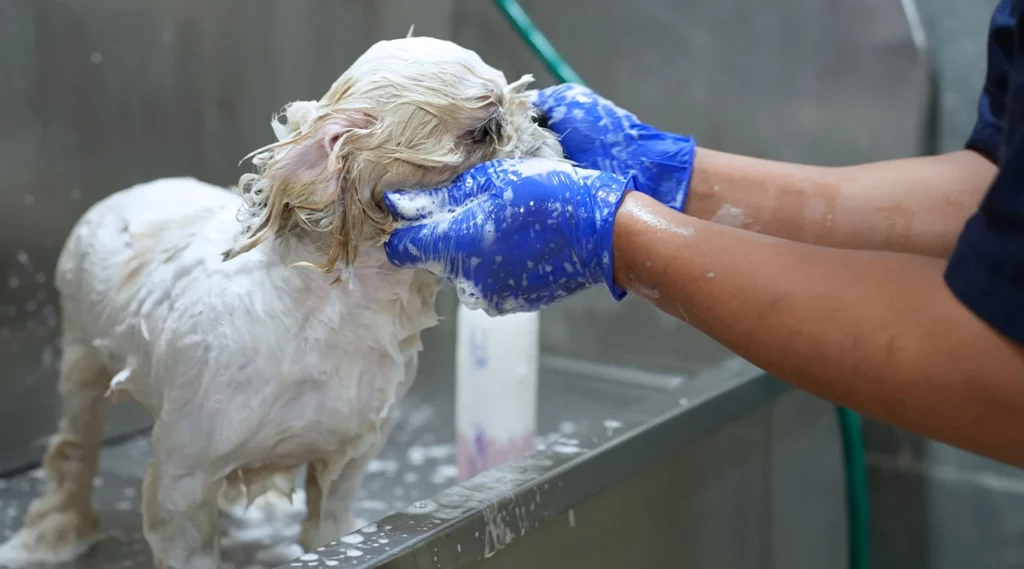 Vetic Pet Clinic, Himayat Nagar Veterinary Clinic in Himayatnagar, Hyderabad — Facility Photo 2
