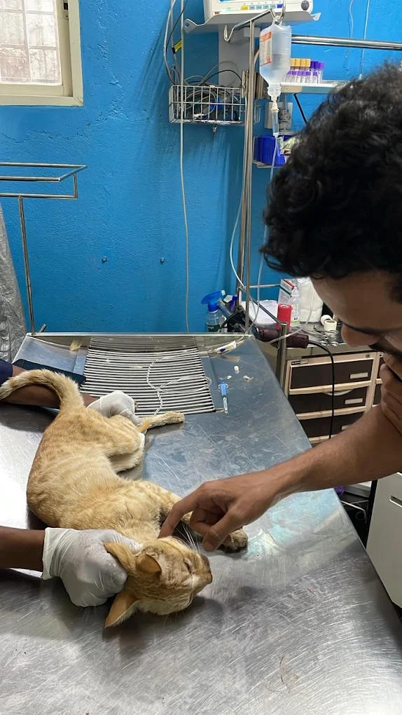 Advitha Pet Hospital Electronic City Veterinary Clinic in Electronic City, Bengaluru — Facility Photo 8