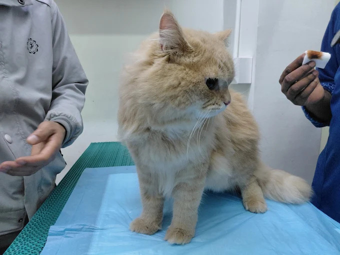 Care Vet Hospital Veterinary Clinic in Jeevan Bima Nagar, Bengaluru — Facility Photo 8