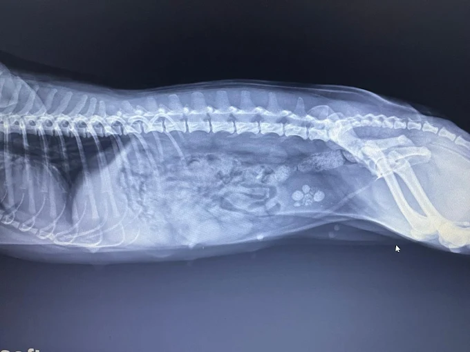 Care Vet Hospital Veterinary Clinic in Jeevan Bima Nagar, Bengaluru — Facility Photo 6