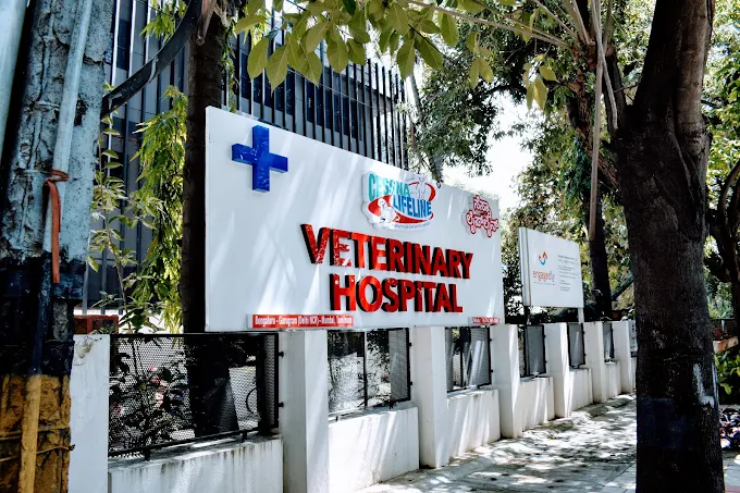 Cessna Lifeline Veterinary Hospital, Sadashiva Nagar Veterinary Clinic in Sadashiva Nagar, Bengaluru — Facility Photo 9
