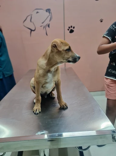Curio Pets Clinic Veterinary Clinic in Basaveshwar Nagar, Bengaluru — Facility Photo 3