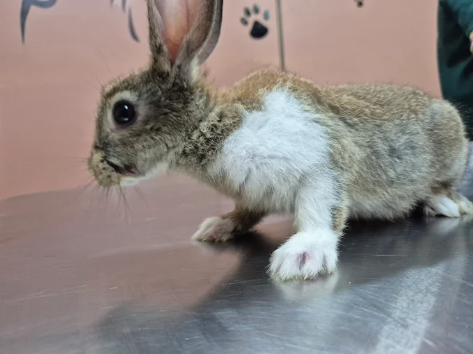 Curio Pets Clinic Veterinary Clinic in Basaveshwar Nagar, Bengaluru — Facility Photo 4