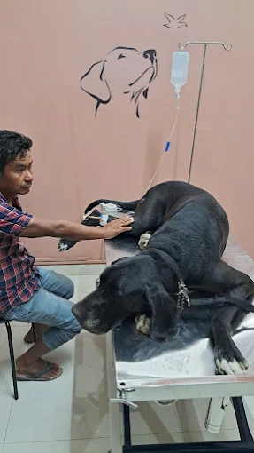 Curio Pets Clinic Veterinary Clinic in Basaveshwar Nagar, Bengaluru — Facility Photo 6